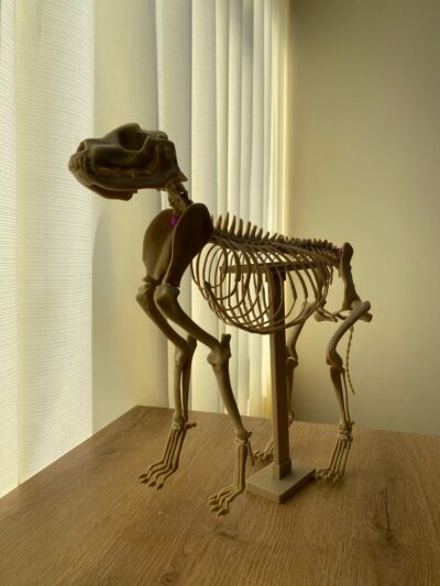 ESQUELETO DE PERRO IMPRESIÓN 3D