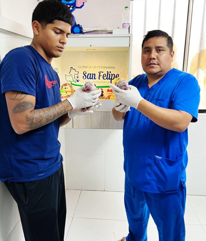 VETERINARIA "SAN FELIPE"