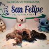 VETERINARIA "SAN FELIPE"