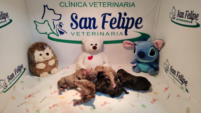 VETERINARIA "SAN FELIPE"