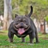 Multi CH. LOZTOR BULLIES DIAVOLO