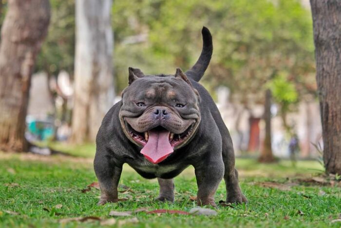 136eea70-4cf2-4edc-a9f0-8735c49b7d41 Multi CH. LOZTOR BULLIES DIAVOLO