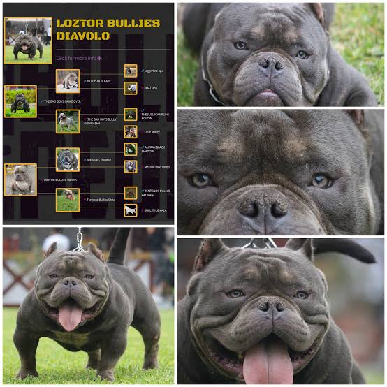823d4c8e-ee78-4bb2-895d-5e00129b8987 Multi CH. LOZTOR BULLIES DIAVOLO