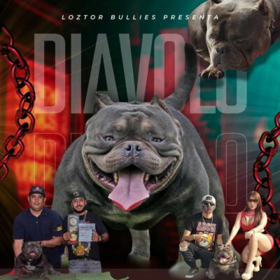 Multi CH. LOZTOR BULLIES DIAVOLO