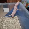 RATAS CALVAS O EGIPCIA ( LA MASCOTA IDEAL )