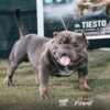 Multi CH. LOZTOR BULLIES DIAVOLO
