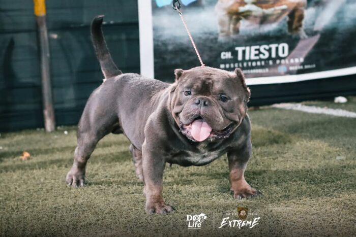 a7877047-8281-45c1-93bc-57f6c63b8c1d Multi CH. LOZTOR BULLIES DIAVOLO