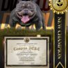 Multi CH. LOZTOR BULLIES DIAVOLO
