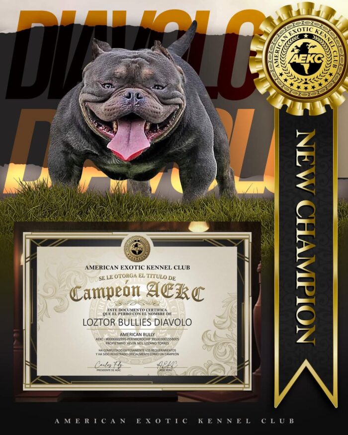 a96dda84-29e3-4dea-8c78-999cec032b2d Multi CH. LOZTOR BULLIES DIAVOLO