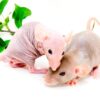 RATAS CALVAS O EGIPCIA ( LA MASCOTA IDEAL )