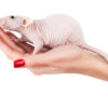 RATAS CALVAS O EGIPCIA ( LA MASCOTA IDEAL )