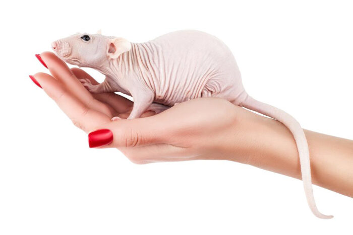 rata-calva-destacado-roedoresdomesticos RATAS CALVAS O EGIPCIA ( LA MASCOTA IDEAL )